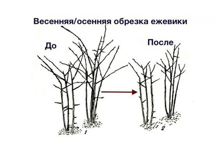 Обрезка малины осенью для начинающих в картинках пошагово в картинках