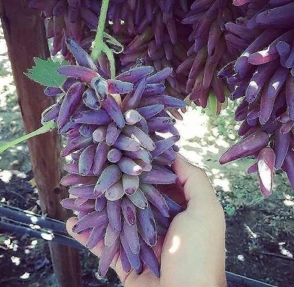 Виноград ведьмины пальцы: описание сорта, особенности ухода