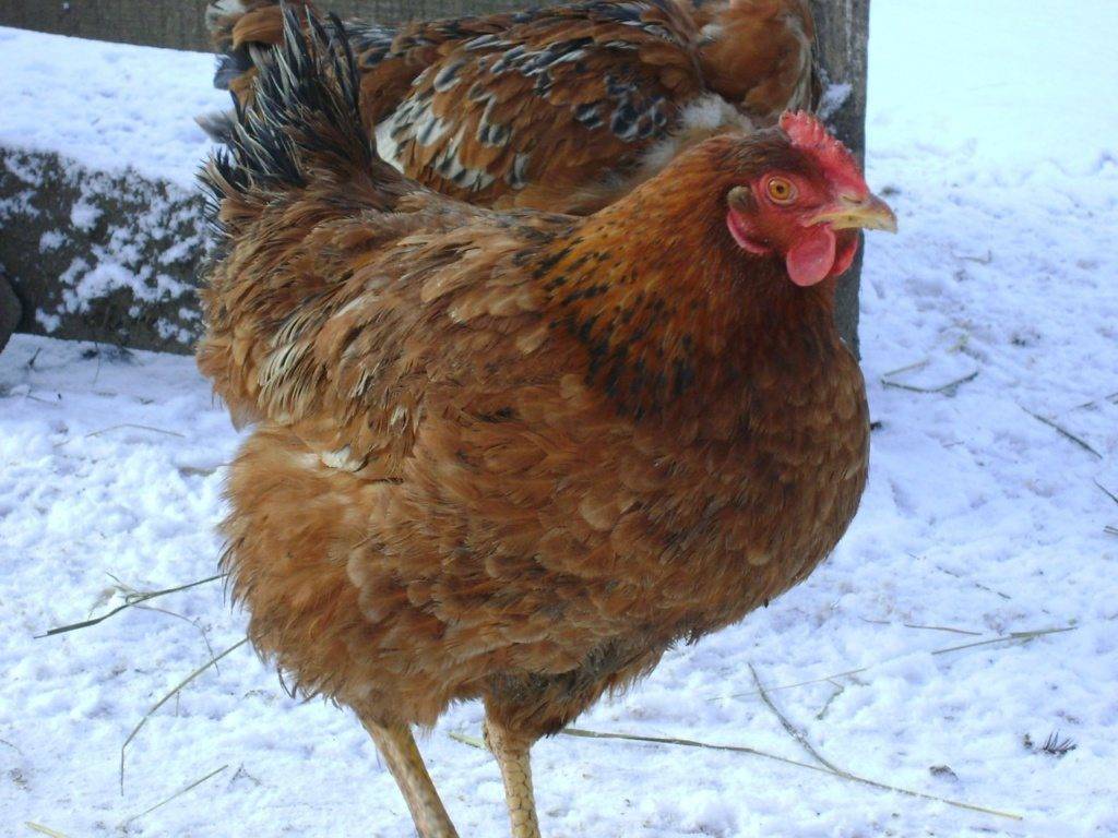 Куры фокси чик (венгерский великан): описание породы, отзывы, фото