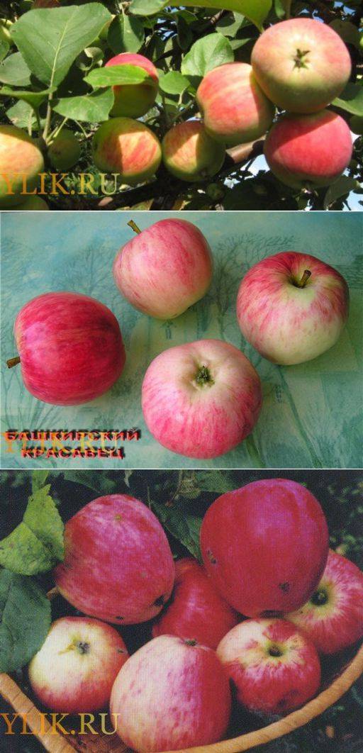 Яблоня «башкирская красавица»: описание сорта, фото, отзывы
