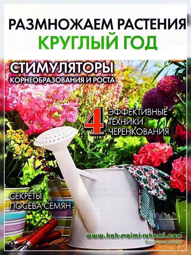 Выращивание лаванды дома: правила посадки и ухода за растением