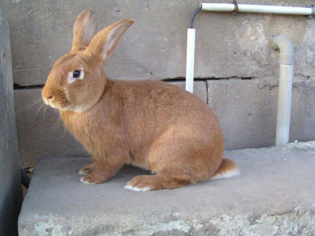 Рыжий кролик: топ 6 пород, правила содержания и ухода, как выбрать питомца