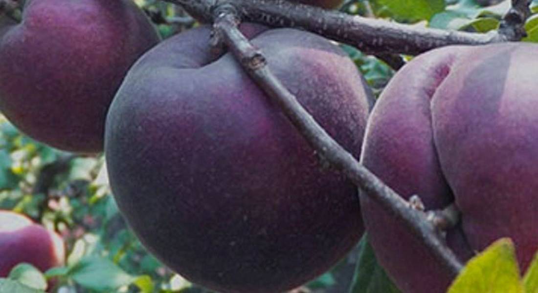 Сорт абрикоса черный принц: описание с фото, посадка, опылители