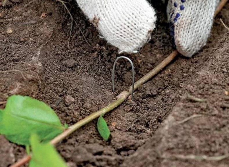 Черноплодная рябина - выращивание и уход в открытом грунте, размножение куста
