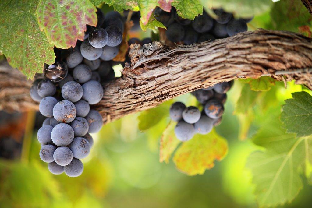 Виноград "красень" описание и характеристика сорта, достоинства недостатки и агротехника выращивания