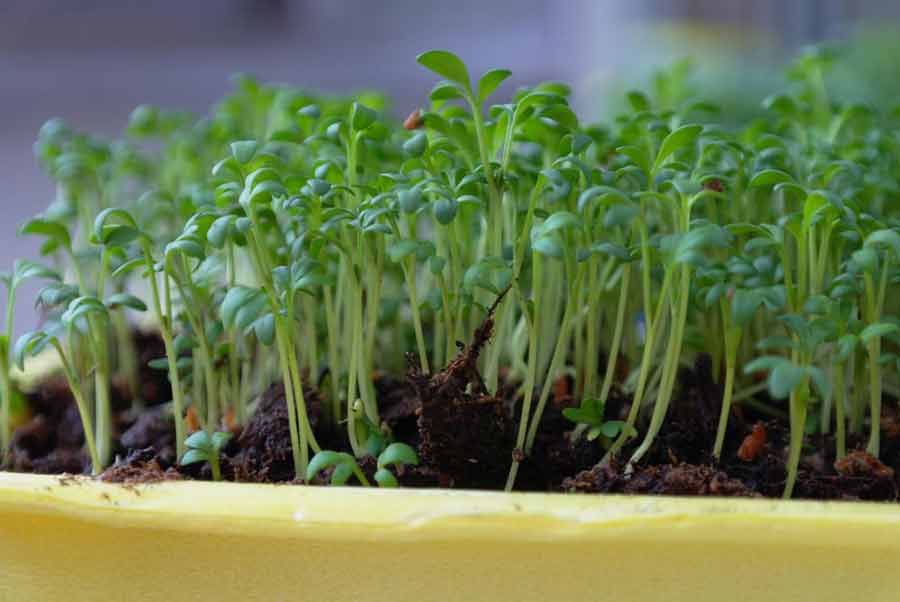 Выращивание кресс-салата на подоконнике