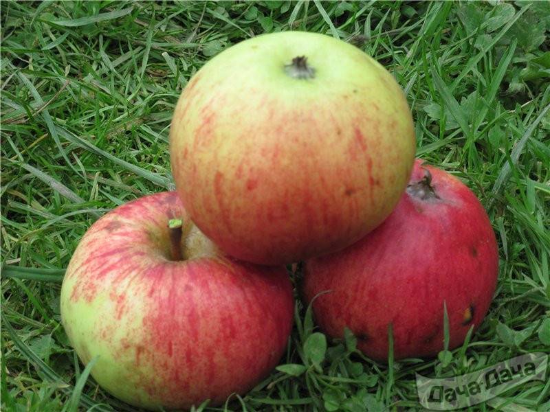 Яблоня осенняя радость: описание сорта, фото, отзывы
