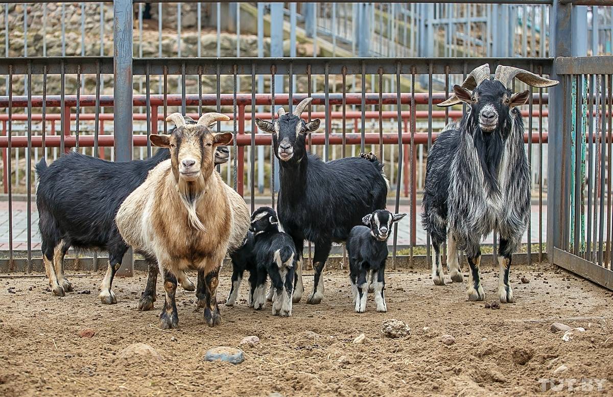 Камерунские карликовые козы - фото, отзывы о породе, содержание и разведение камерунская мини-коза — идеальный друг и кормилец. описание породы, содержание и уход
