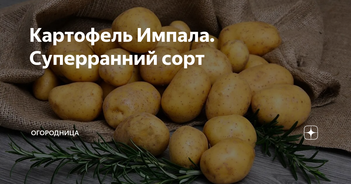 Сорта картофеля, рекомендованные россельхознадзором для ленобласти — floraprice.ru