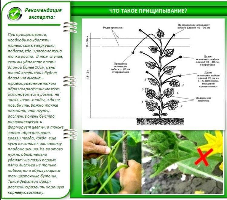 Схема обрезки огурцов в теплице в картинках