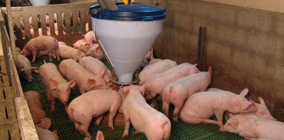 Опорос свиней: подготовка, опорос, уход за свиньей и поросятами после опороса. когда случать свинью после родов