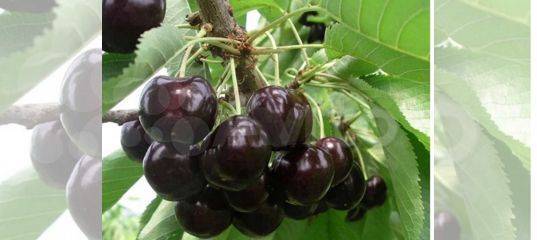 Описание привлекательных для садоводов сортов черной вишни: россошанская и ленинградская