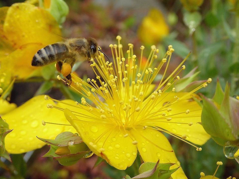 Цветочная пыльца: польза, показания. пчелиная пыльца для мужчин. как правильно принимать цветочную пыльцу? пчелиная обножка