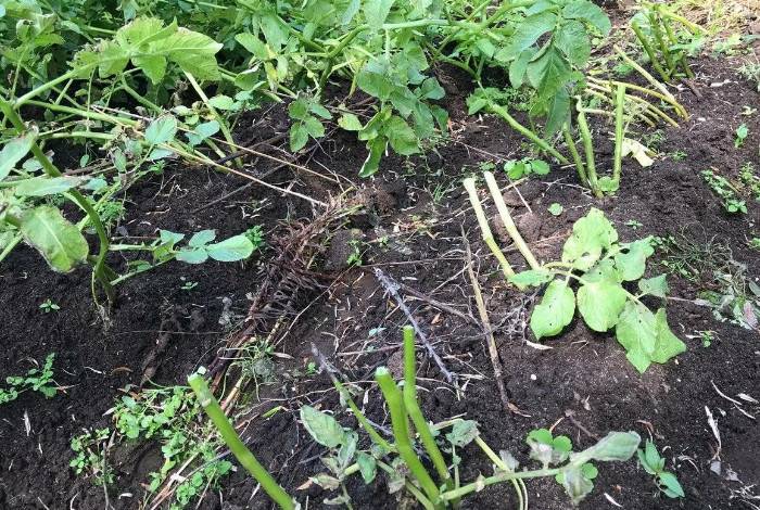 Кабачки: выращивание на огороде, сорта