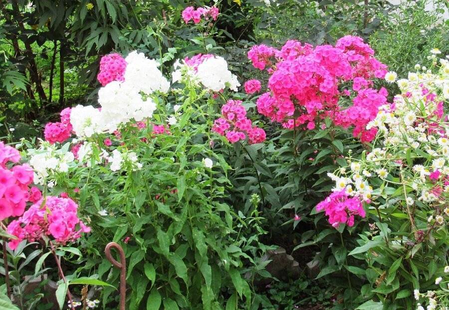 Уход за флоксами для пышного цветения: что нужно растению selo.guru — интернет портал о сельском хозяйстве