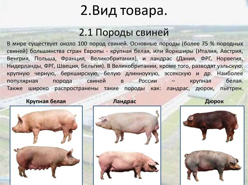 Мясные породы свиней: описание, фото и характеристики пород