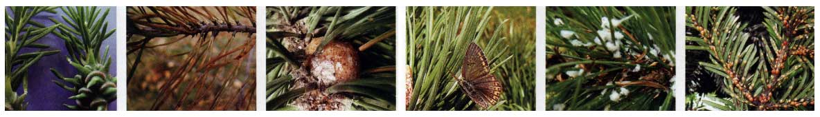 Сосна крымская (pinus nigra pallasiana): описание и фото дерева, использование в ландшафтном дизайне, посадка и уход, красная книга