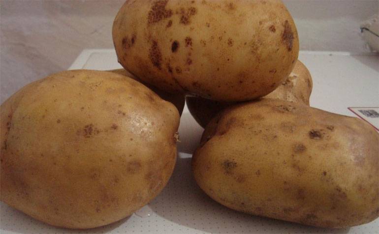 Картофель невский: описание и характеристики сорта, фото, посадка и выращивание