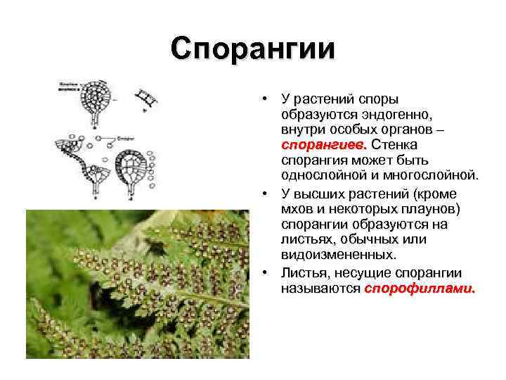 Папоротники размножаются спорами