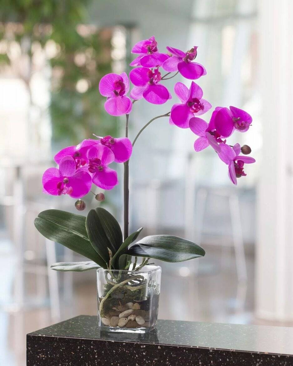 орхидея в горшке фото в домашних условиях