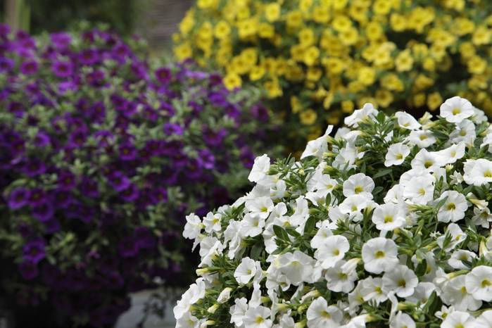 Калибрахоа - прекрасная мини-петуния для вашего сада