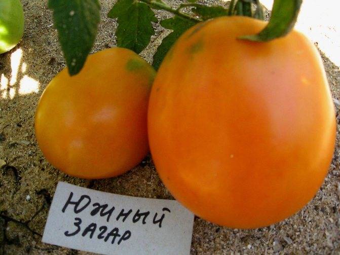 Томат «южный загар»: описание и урожайность сорта, преимущества и недостатки, реальные отзывы садоводов и особенности выращивания