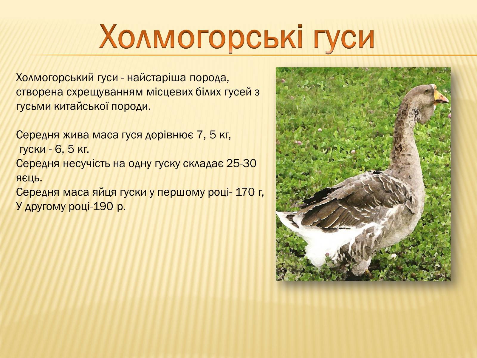 Крупная серая порода гусей: фото, описание, характеристики