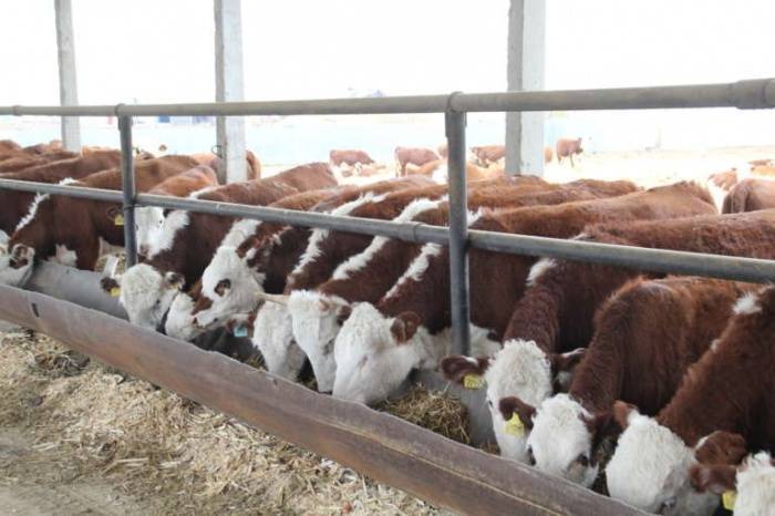 Откорм бычков на мясо: быстрые способы выращивания лучших мясных быков