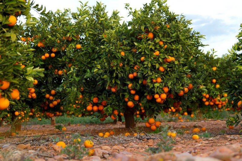 Красный апельсин - описание, калорийность. польза и вред