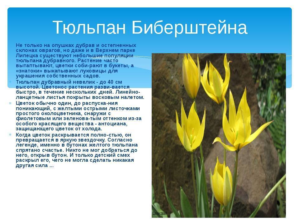 Тюльпаны шренка: краткое описание вида и особенности его выращивания