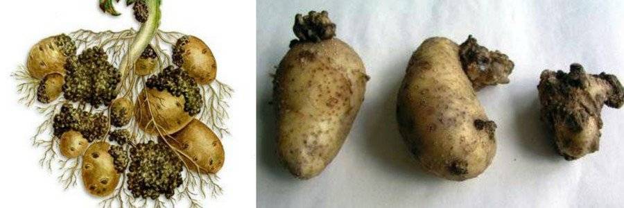 Рак картофеля: что это, симптоматика и методы борьбы, профилактика, есть ли опасность для человека, фото