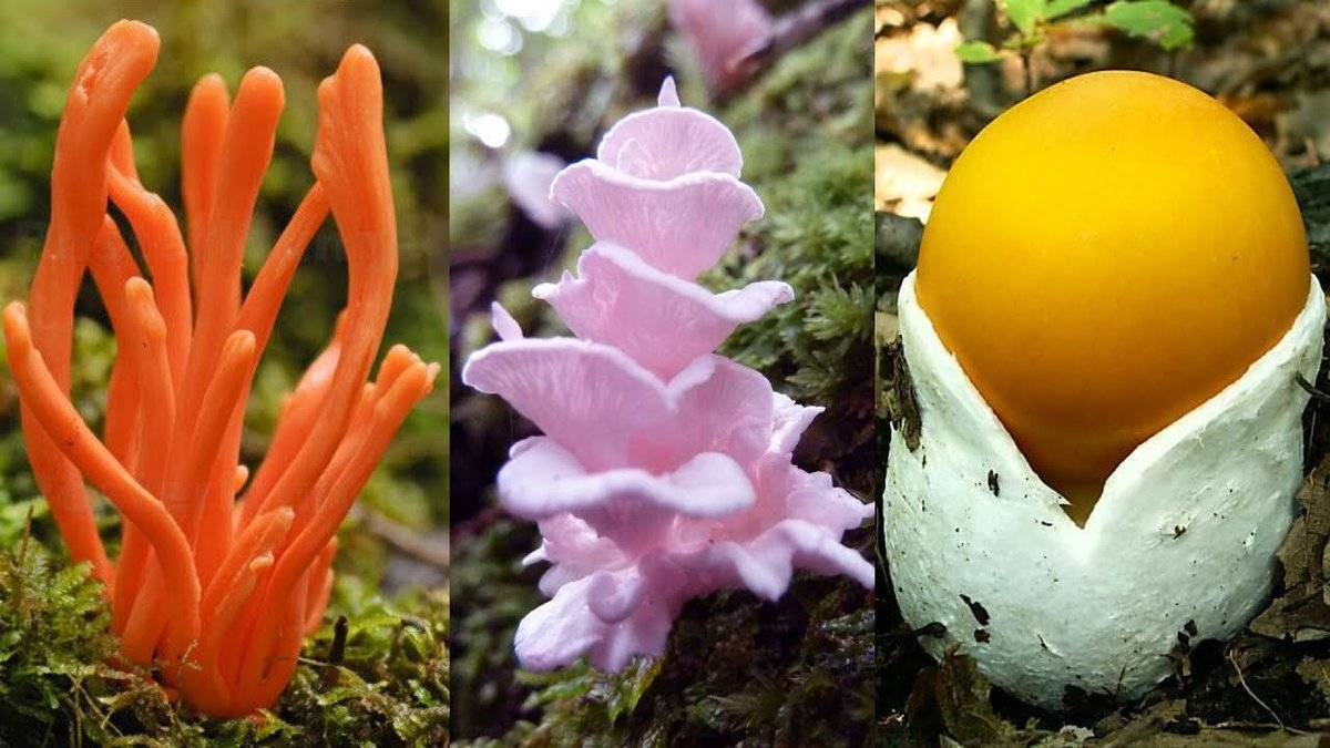 13 самых странных грибов в мире: фото, названия, описания