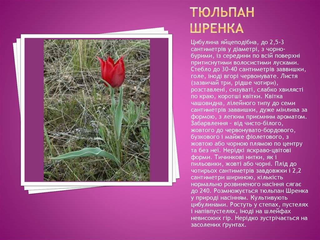 Немного интересной информации о степных тюльпанах