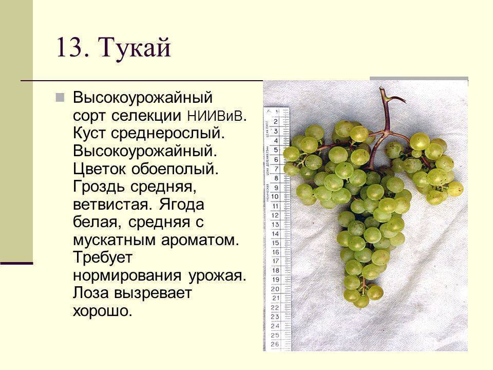 Сорт винограда степняк фото и описание