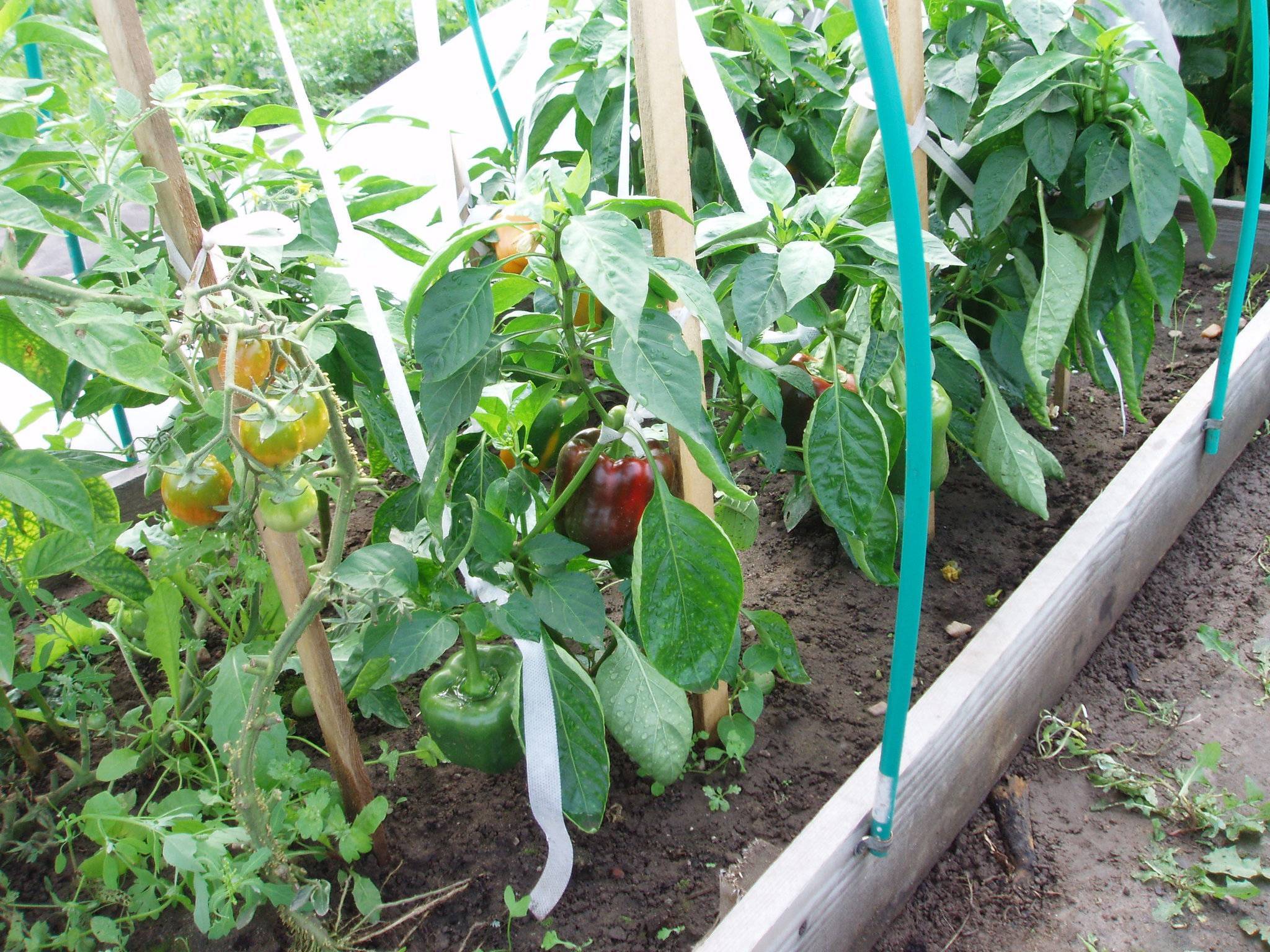 Можно ли сажать помидоры и перец в одной теплице: как это влияет на урожай