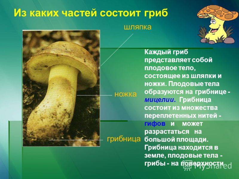 Микология