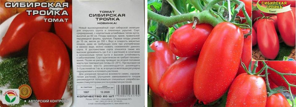 Чем нравится овощеводам томат сибирская тройка