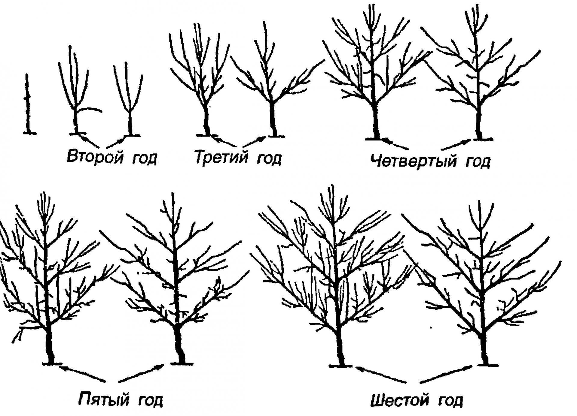 Обрезка яблони фото схема