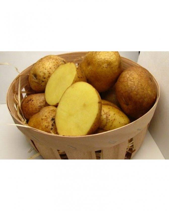 Картофель венета: описание сорта, отзывы, характеристика