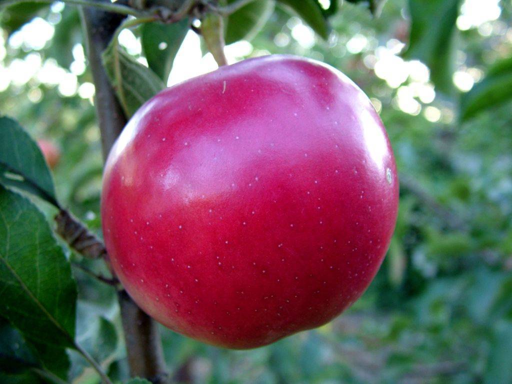 Опылитель для яблони женева эрли