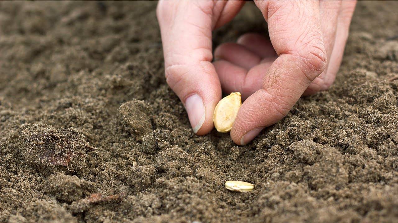 Сажаем огурцы семенами в открытый грунт: сроки в 2021 году, правила посева и выращивания