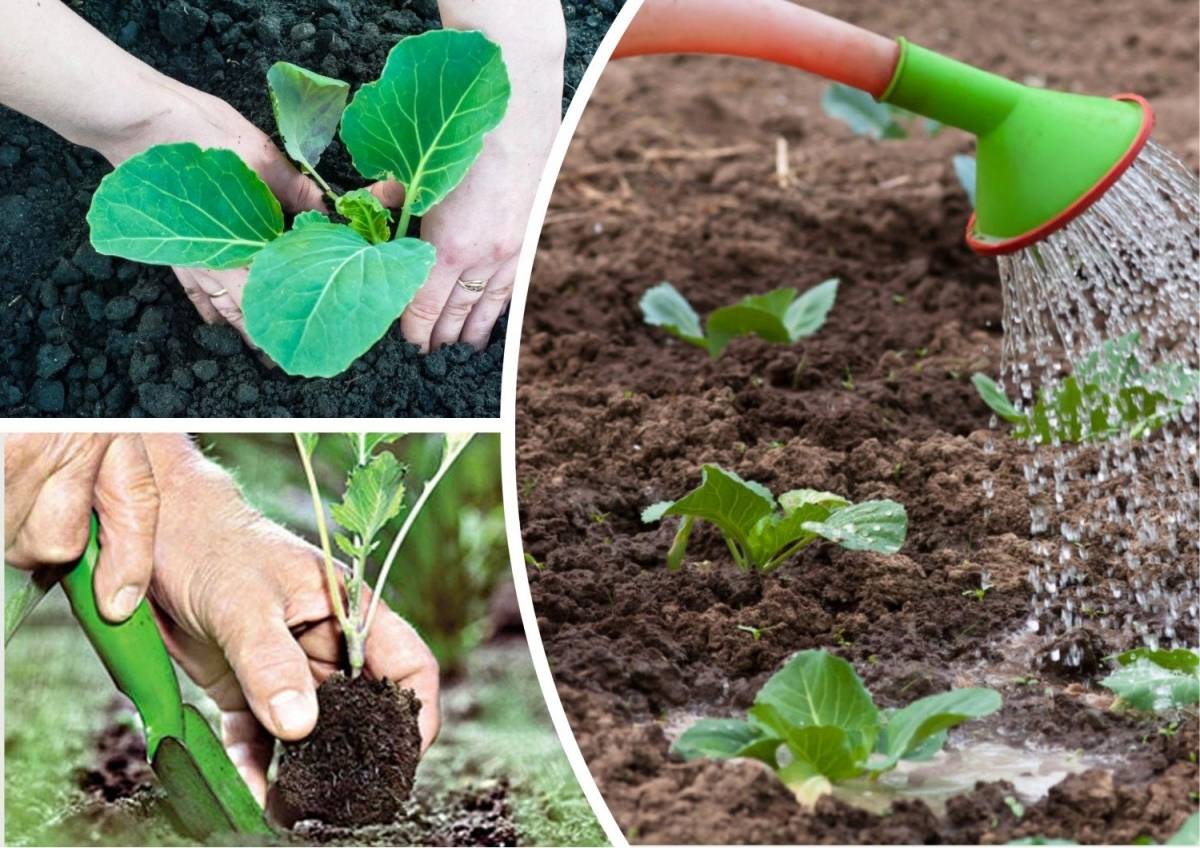 Правильное выращивание рассады капусты — ботаничка