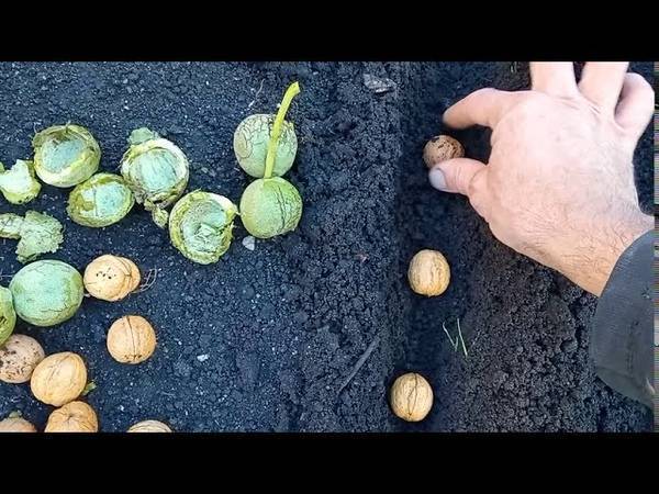 Грецкий орех – посадка и выращивание, зимостойкие сорта, размножение