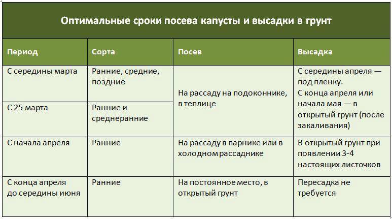 Посадка Ранней Капусты На Рассаду