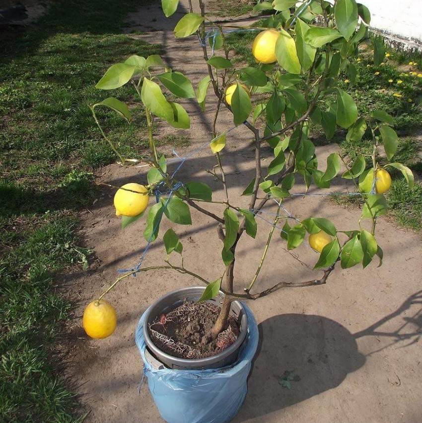 Лучшие сорта лимонов для выращивания дома