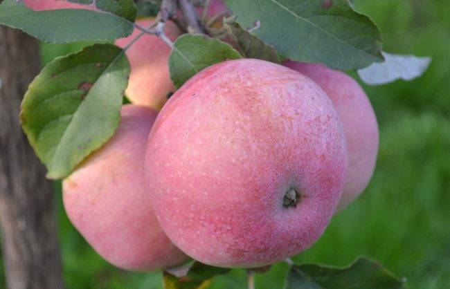 Сорт яблок башкирская красавица описание, фото, отзывы