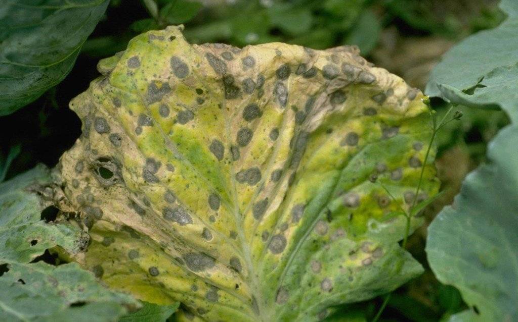 Болезни рассады капусты: описание с фотографиями и способы лечения