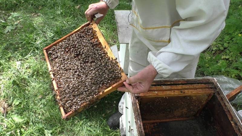Роение пчел: методы предотвращения и как вывести пчелосемью из роевого состояния