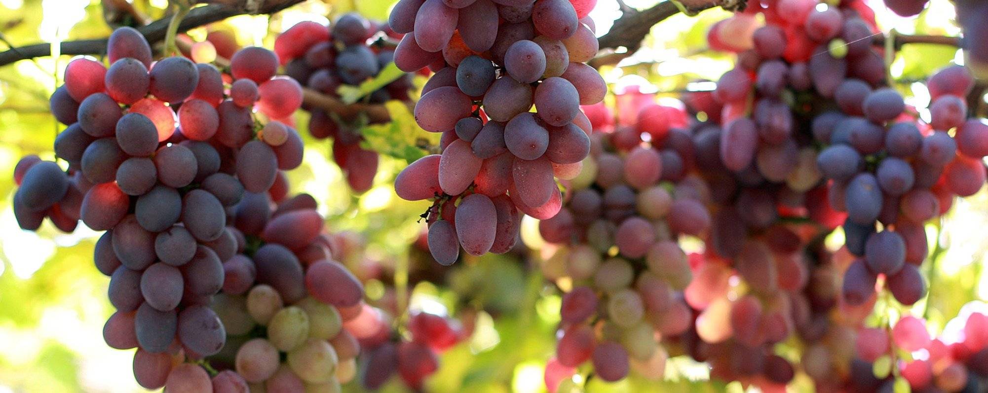 Виноград "краса никополя": подробное описание сорта и особенности ухода за ним