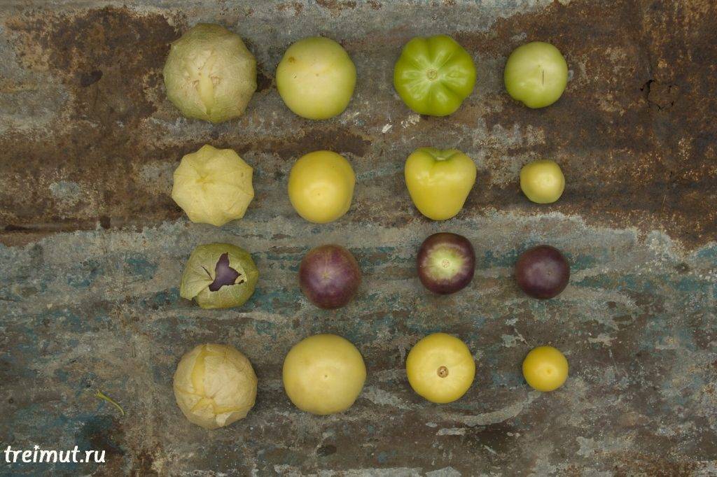 Физалис: фрукт или овощ, как выращивать
